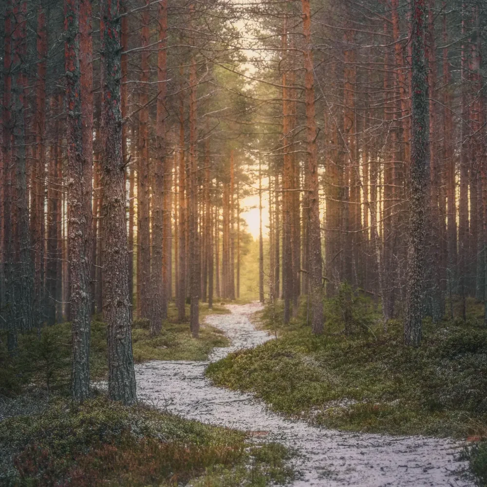 Ścieżka leśnego oddechu – psycholog Katowice, wsparcie w odzyskiwaniu spokoju